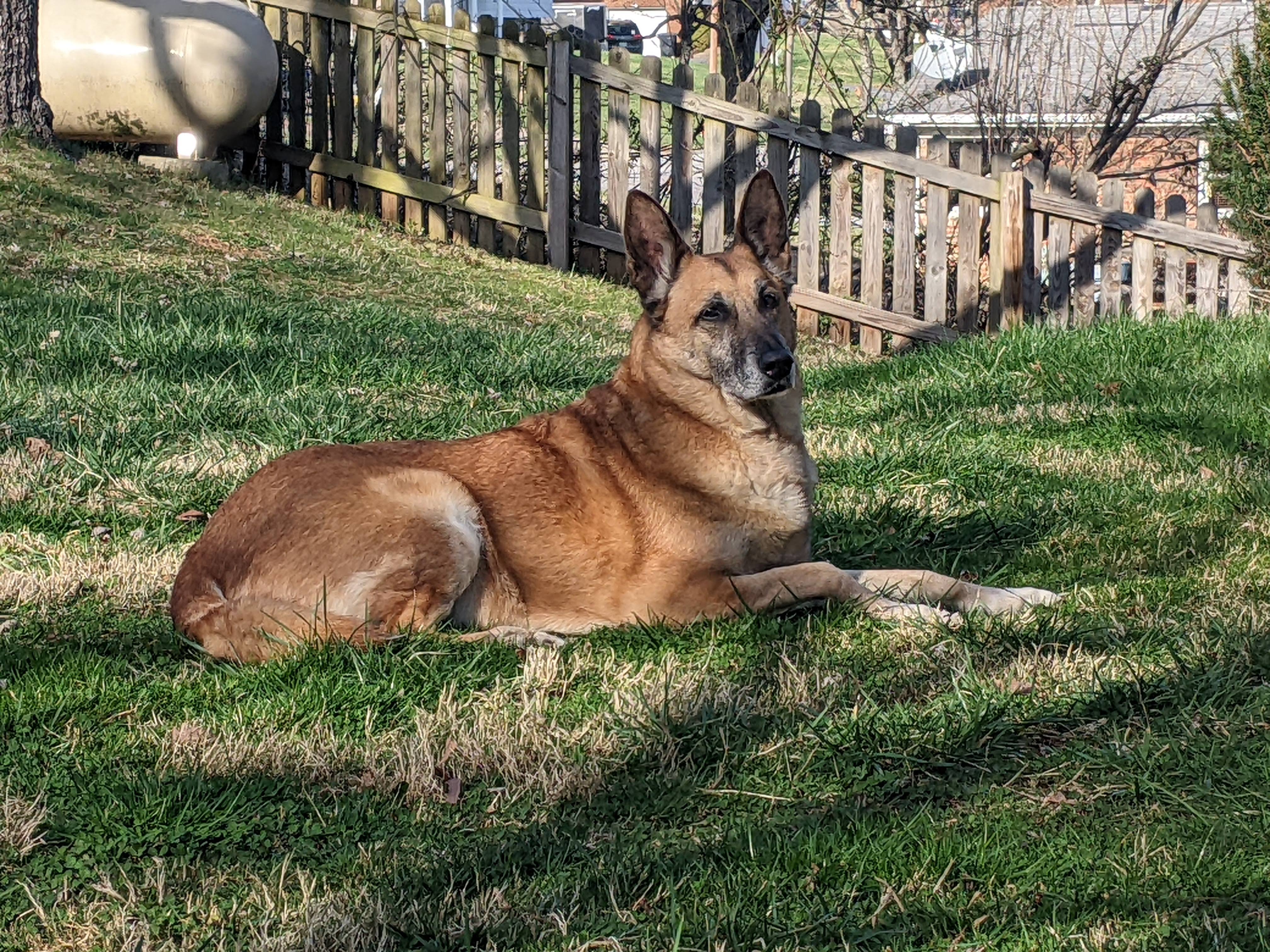 Millie enjoying the sunshine in the front yard