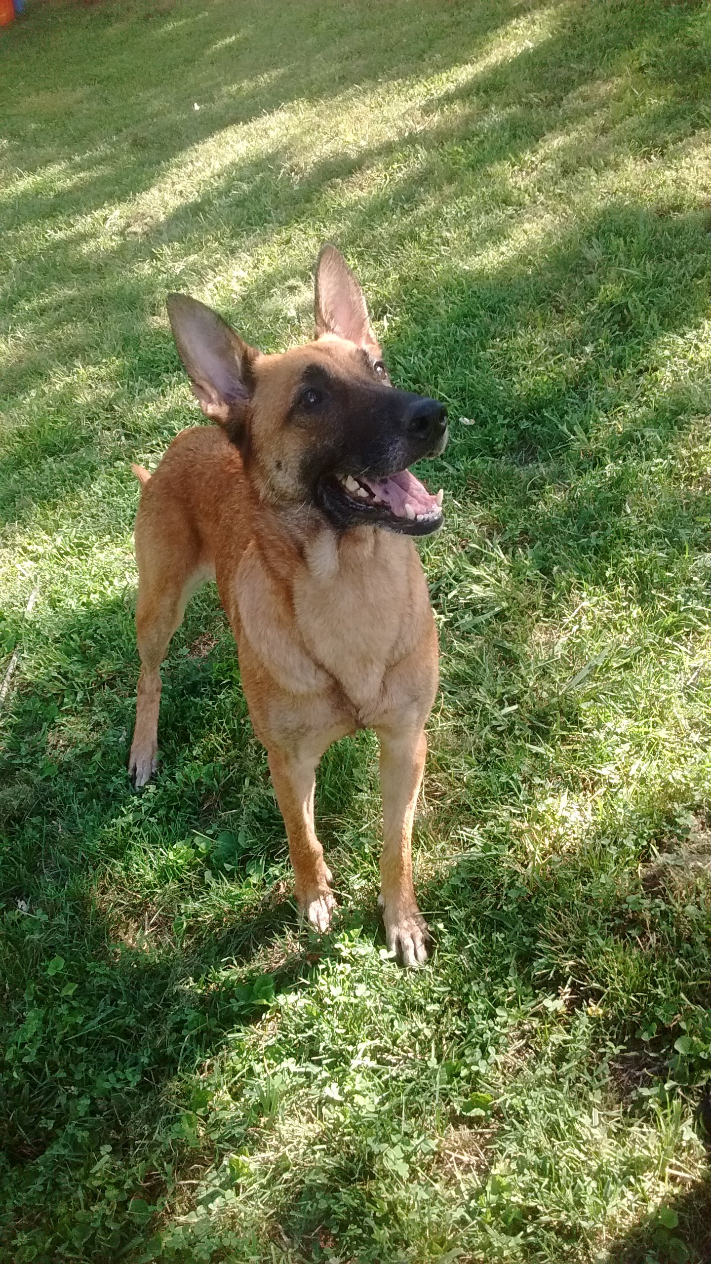 A happy belgian malinois standing proud